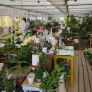 샤론  꽃  화원 이미지