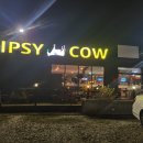 팁시카우 이미지