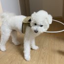 땡스독 네이버블로그