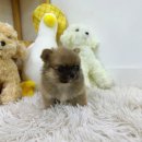 러블리캣독 의정부고양이분양 강아지분양 이미지