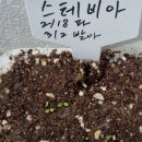 최순남 | 발아하기 시작한 스테비아(발아 시험)
