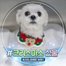 행복나눔동물병원 | 톰과제니동물메디컬센터의 크리스마스 7마리 강아지 케이프 선물 이야기 1부