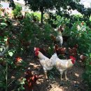 방송양계장 이미지