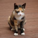 광주24시스카이동물메디컬센터 이미지