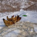 수호네 농장 이미지