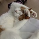 I’m looking after a cat~ 이미지
