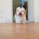 앨리스코리아켄넬 이미지