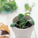 웰빙건강먹거리 이미지