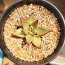 별따오기 이미지