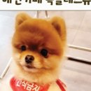 독 블레스 유 이미지