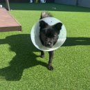 (주)수호천사복지센터 | 서울동물복지지원센터 동대문 유기견 산책봉사 후기 | 신청 방법부터 실제 후기