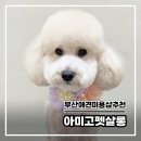 아미고펫 | [부산애견미용추천] 아미고펫살롱_그동안 맡긴 곳 중에 제일 만족!!! 내돈내산 리얼후기!