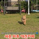 (주)노벅스 방역 | 세종 바투 애견카페 소형견 대형견 전용 잔디밭 수영장