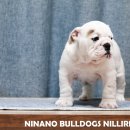 포켓불독 이미지