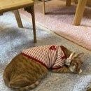 집사의하루 강남점 | 집사의 하루 강남점 강남 고양이카페 후기