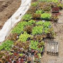 고산농장 이미지