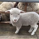 황우목장 이미지