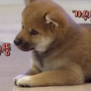 갸우뚱