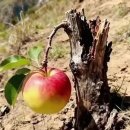 가곡농장 이미지