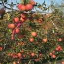 안방농장 이미지