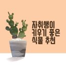 팜스바이오텍 | 자취생이 키우면 좋은 식물 추천