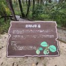 호석농장 | 헌인능, 매헌기념관, 영동시장 투어