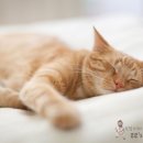 개꿈꾸는 고양이 이미지