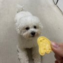 아이앤비 | 🐶 강아지 눈물자국관리 [아이앤비 눈물파우더] 눈물지우개 실제 사용 후기 💧