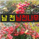 노원동3가 만평네거리 교통섬 | 남천 나무의 효능과 부작용 주의사항