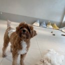 순둥이유치원 이미지