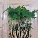 금정인삼 이미지