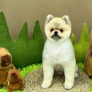 그루밍 버블리 이미지