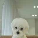 로로앤독 이미지