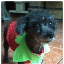 엄마손동물병원 이미지