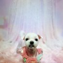 몽띠끄펫 이미지