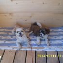 솔비 농장 이미지