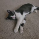 그림치과기공소 이미지