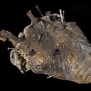 심장박물관 이미지