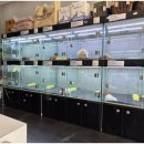 버디독 강아지분양 고양이분양 안심분양센터 서울 강서점 이미지