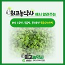 푸른농약사 | ☆김장배추 노균병, 무름병, 뿌리혹병 완벽정리&amp;등록약제(배추농약) 꿀팁!