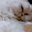 다래동물병원 이미지