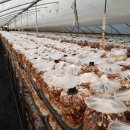 역귀농장 이미지