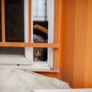 고양이의 하루 이미지