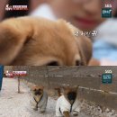 동물농장 이미지