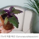 피네패션