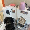 멍냥살롱 이미지