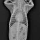 판교 P&P 동물병원 이미지