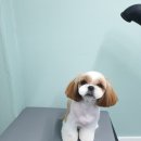 배츄네펫살롱 이미지