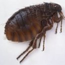 [혐오사진 유 벼룩+빈대사진 탑재]벼룩이나 빈대(bed bug)에 물렸을 때 바르는 약 처치 법 이미지