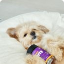 (주)옵티아이 | 강아지 관절영양제 꼭 필요한 이유